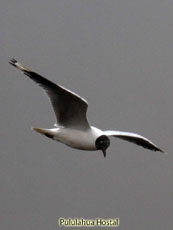 Andean Gull