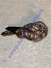 Band-winged Nightjar