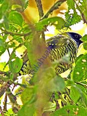 Barred-Fruiteater