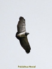 Black-chested Buzzard Eagle