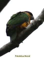 Black-headed Parrot