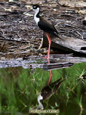 Black-necked Stilt and yung