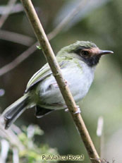 Black-throated Tody-Tyrant_Hemitriccus granadensis