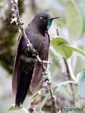 Blue-mantled Thornbill