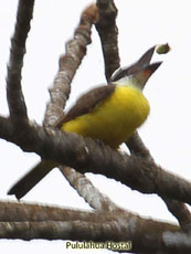 Boat-billed Flycatcher