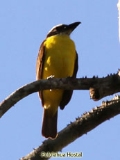 Boat-billed Flycatcher