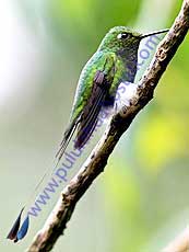 Booted-Racket-tail