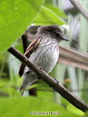 Bran-colored Flycatcher