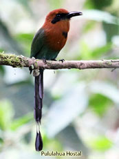 Broad-billed Motmot