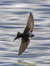 Brown-bellied Swallow