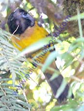 Buff-breasted-Mountain-Tanager