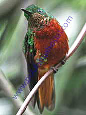 Chestnut-breasted Coronet