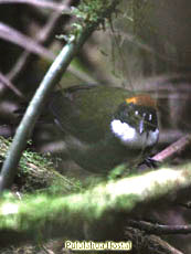 Chestnut-crowned-Brush-Finch