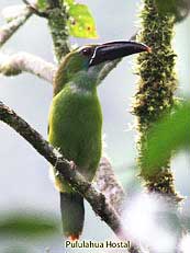 Chestnut-tipped Toucanet - Aulacorhynchus derbianus