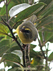 Citrine Warbler_Basileuterus luteoviridis