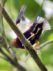 Club-winged_Manakin