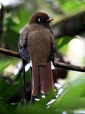 Collared Trogon Female