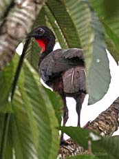 Crested Guan