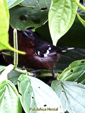 Dot-winged Antwren - Female