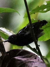 Dot-winged Antwren