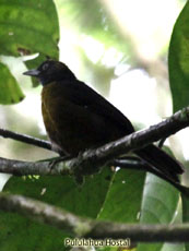 Dusky-faced Tanager