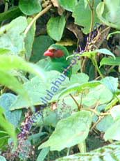 Grass-green-Tanager