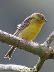 Grassland Yellow-Finch