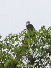 Gray-headed Kite