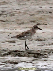 Gray Plover