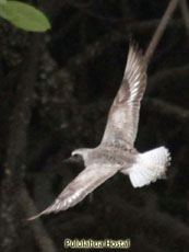 Gray Plover