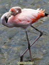 Greater Flamingo