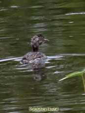 Least Grebe