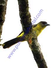 Lemon-rumped-Tanager_Female