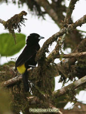 Lemon-rumped Tanager