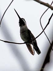 Long-billed Strathroat