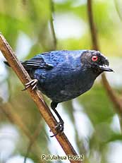 Masked Flowerpiercer