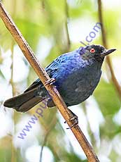 Masked_Flowerpiercer