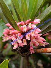 Maxillaria aggregata