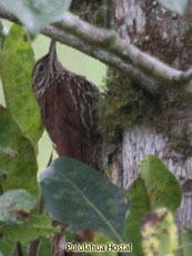 Montane Woodcreeper