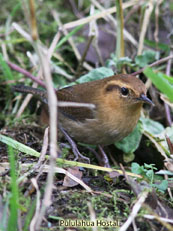 Mountain Wren_Troglodytes solstitialis