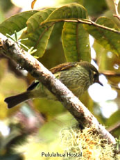 Olive-striped Flycatcher