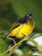 Ornate-Flycatcher