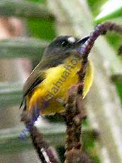 Ornate-Flycatcher