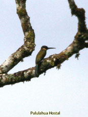 Purplish Jacamar