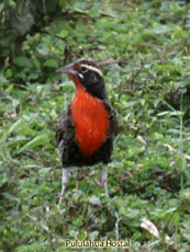 Peruvian Meadowlark