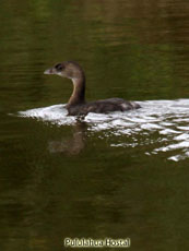 Pied Grebe