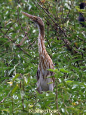 Pinnated Bittern