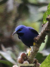 Purple Honeycreeper