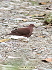 Ruddy Pigeon_Columba subvinacea