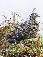 Rufous-bellied Seedsnipe